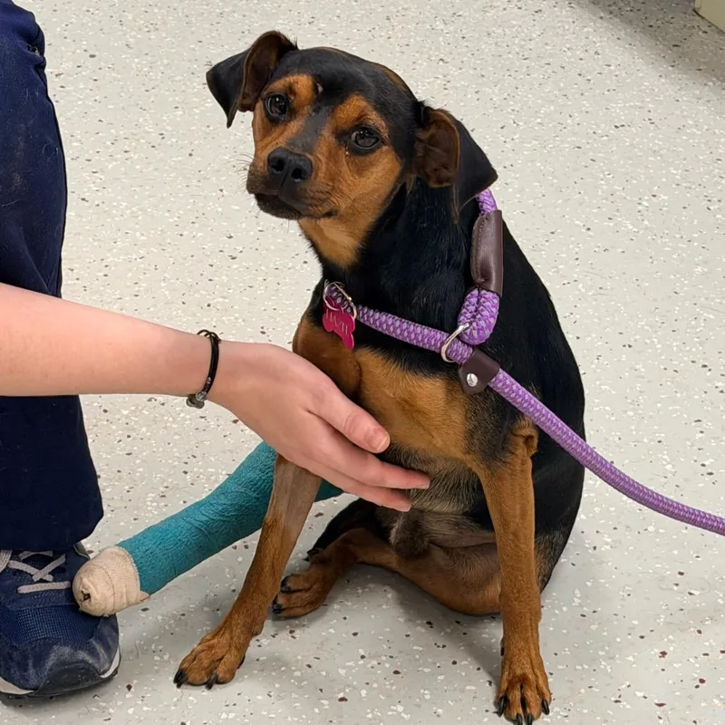 An adult small-sized male Miniature Pinscher dog named Krash for adoption in Indianapolis, IN