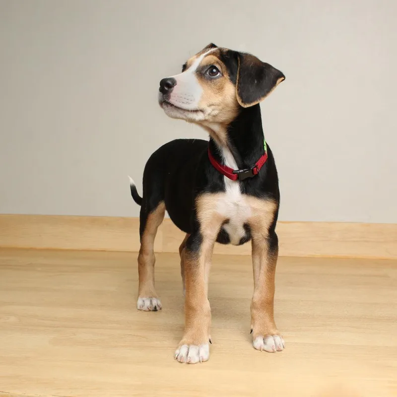 A baby medium-sized female Black Rat Terrier dog named Shandy D for adoption in Minnetonka, MN