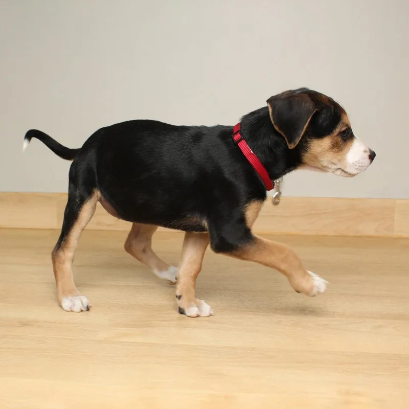 Shandy D thumbnail 2