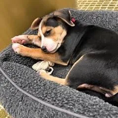 Shandy D thumbnail 3