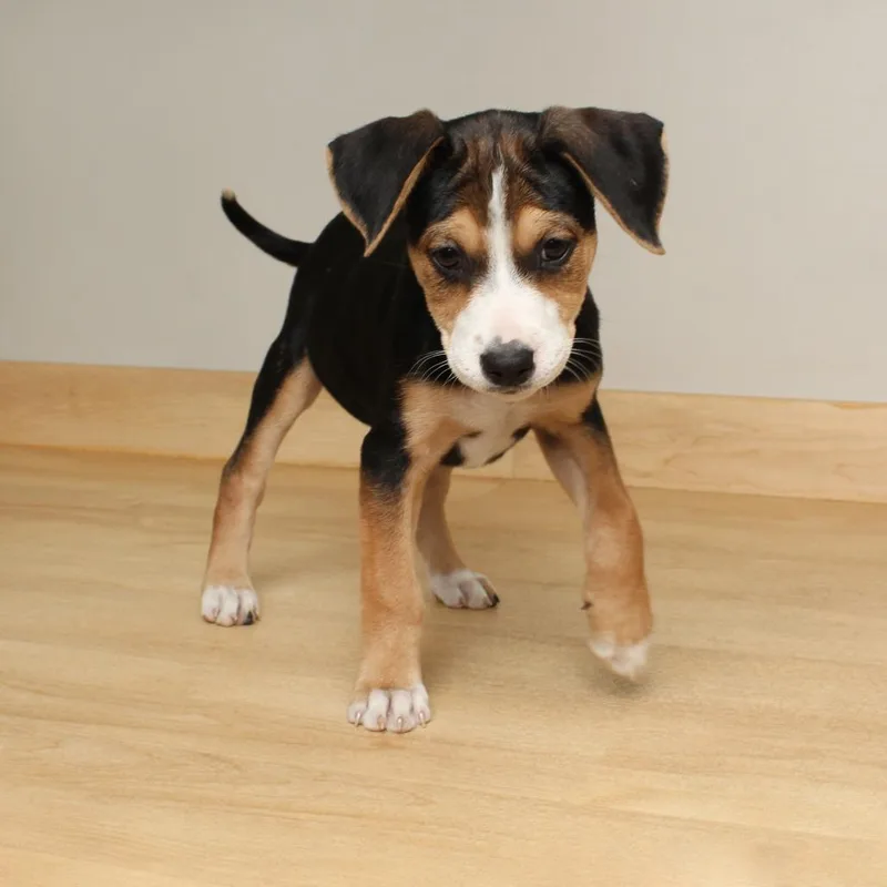 Shandy D thumbnail 4