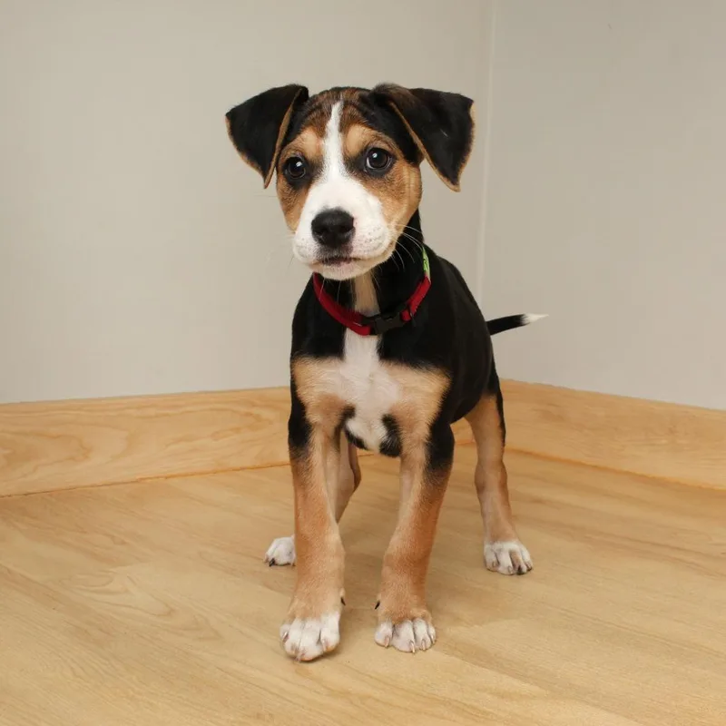 Shandy D thumbnail 5