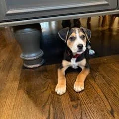 Shandy D thumbnail 6