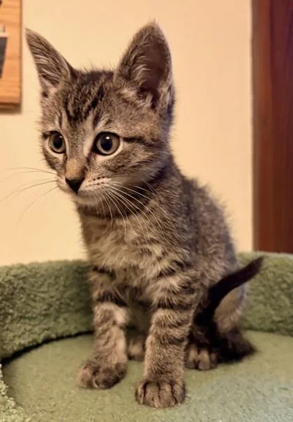 A baby small-sized male Domestic Short Hair cat named Eggs for adoption in Verona, WI