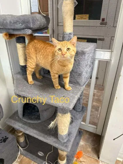 An adult large-sized male Domestic Short Hair cat named Crunchy Taco for adoption in Altoona, PA