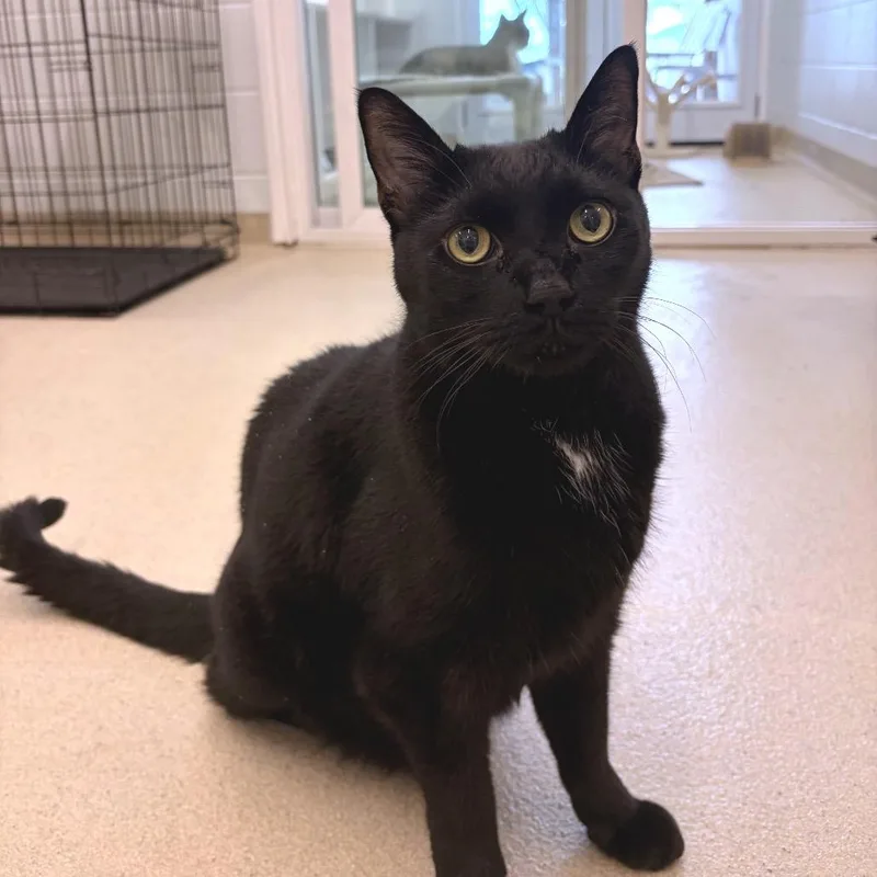 A senior large-sized male Black Domestic Short Hair cat named Sneak for adoption in Marshall, VA