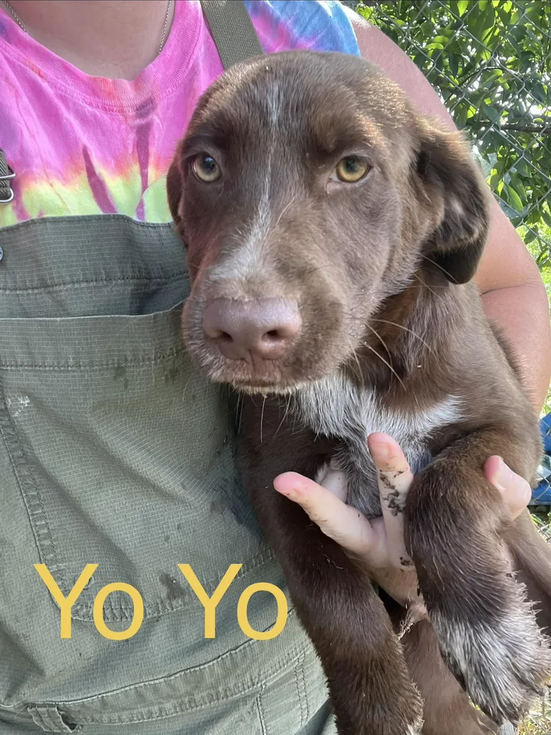 YoYo