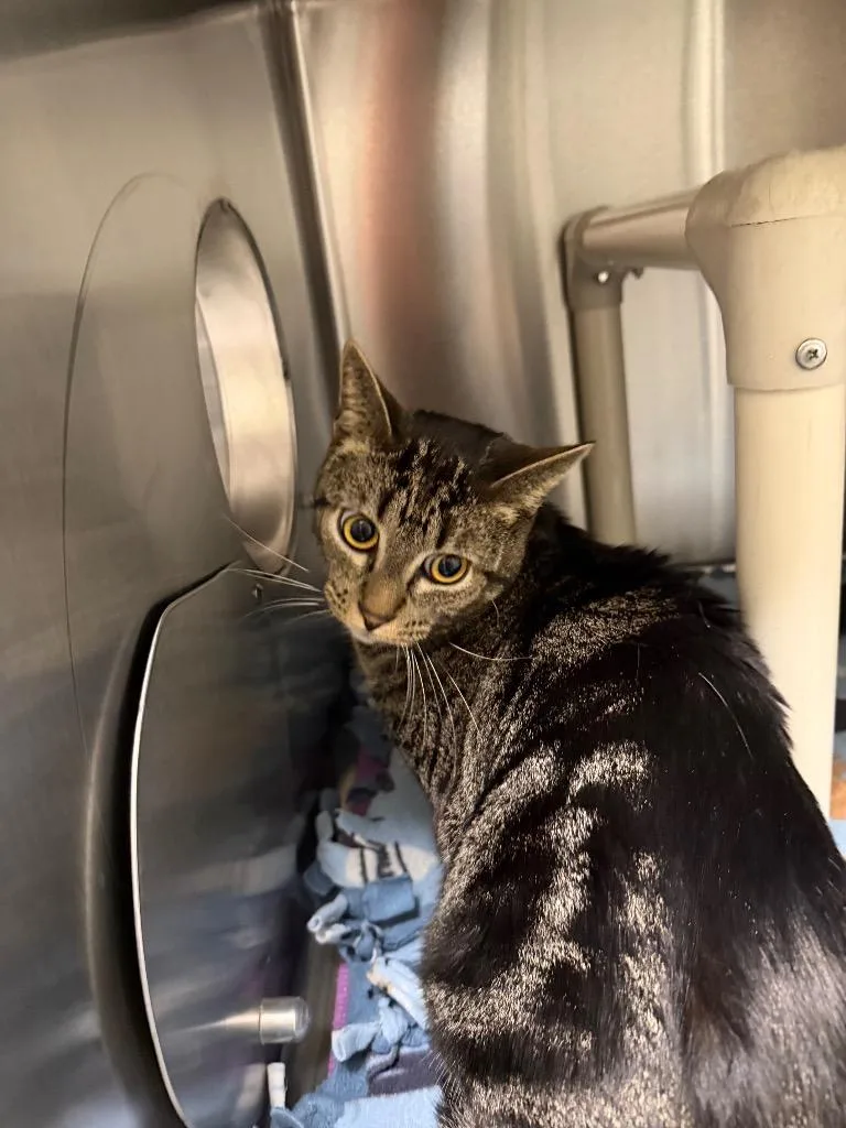 A young medium-sized male Domestic Short Hair cat named Quesarito for adoption in Chico, CA