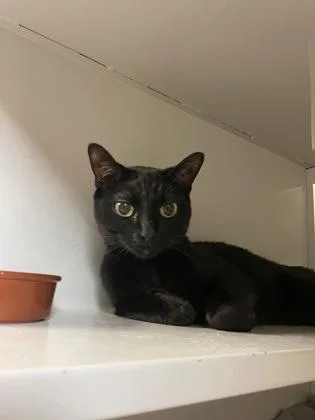 An adult small-sized female Domestic Short Hair cat named Farah for adoption in Phoenix, AZ