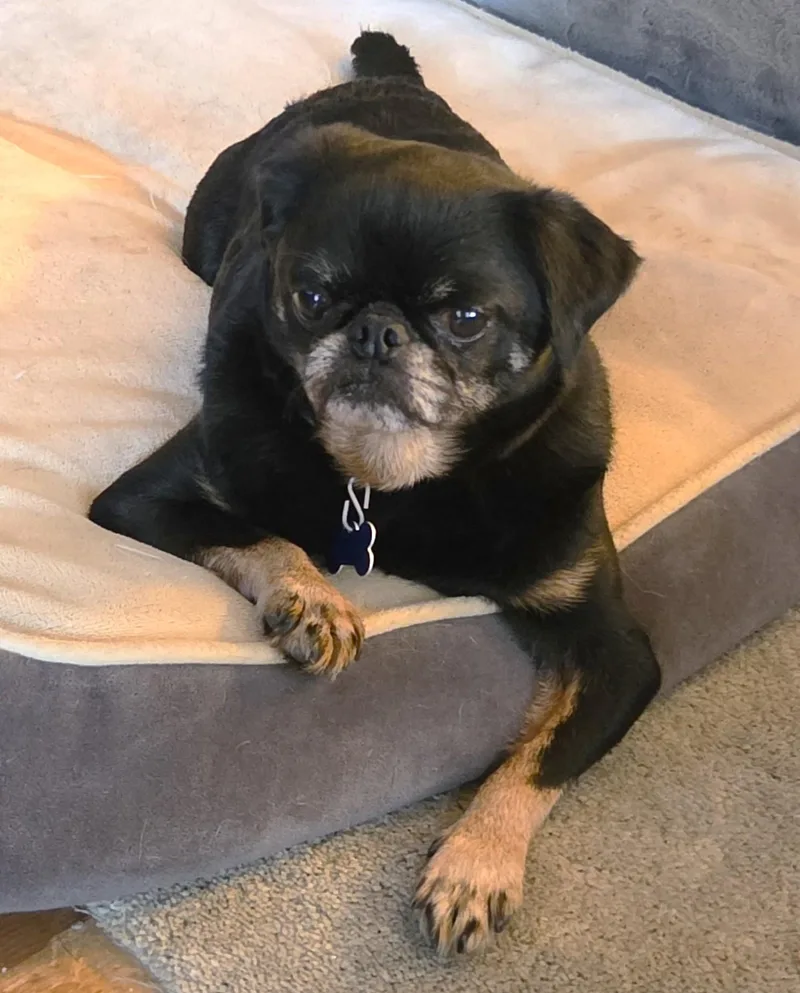An adult small-sized male Brussels Griffon dog named Hugo for adoption in Lisbon, IA