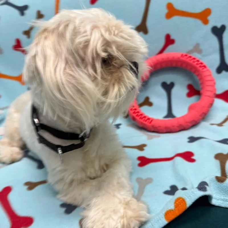 An adult small-sized male White / Cream Lhasa Apso dog named Buster for adoption in Houston, TX