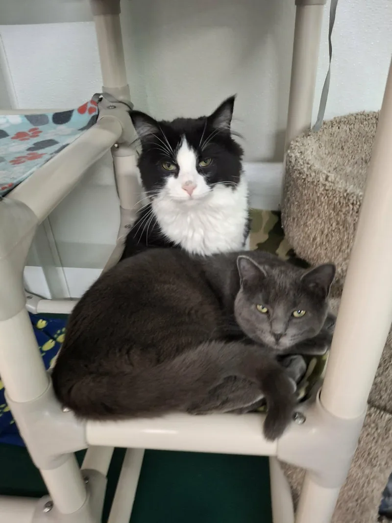 Little Gray And Little