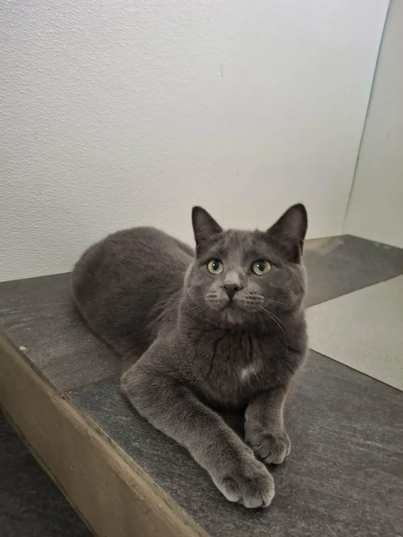 Little Gray And Little thumbnail 2