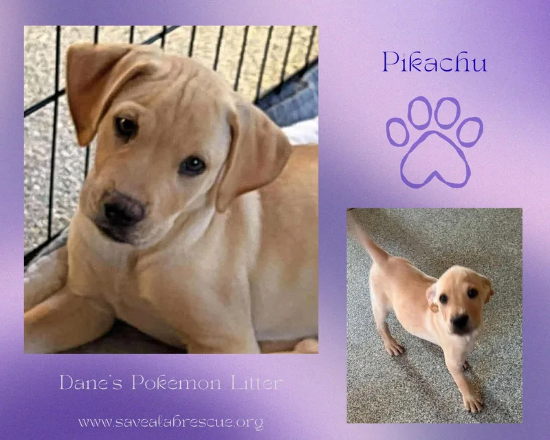 A baby large-sized male Yellow / Tan / Blond / Fawn Labrador Retriever dog named Pikachu for adoption in Middletown, RI