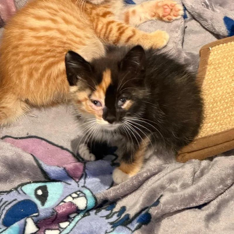 A baby small-sized female Calico Domestic Short Hair cat named Eleanor for adoption in Tustin, CA