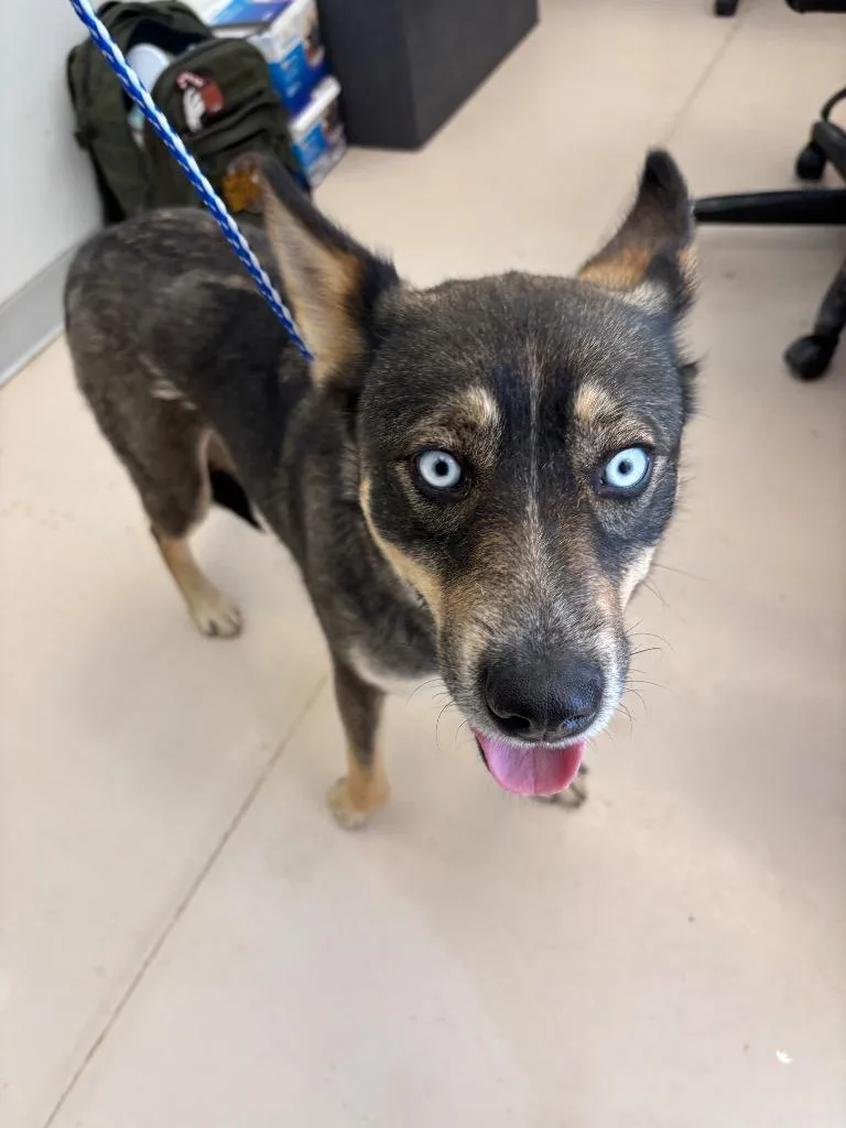 A young medium-sized female Husky dog named Swift for adoption in Belton, TX