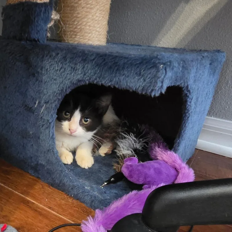 A baby small-sized female Black Domestic Short Hair cat named Journey for adoption in Lake Panasoffkee, FL
