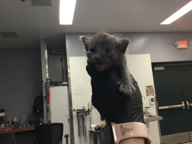A baby small-sized male Domestic Short Hair cat named Ike for adoption in Thousand Palms, CA