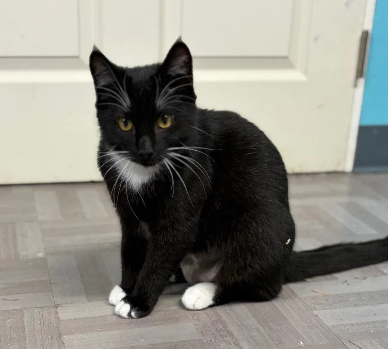 A young medium-sized female Black & White / Tuxedo Domestic Short Hair cat named Xena for adoption in Battle Ground, WA