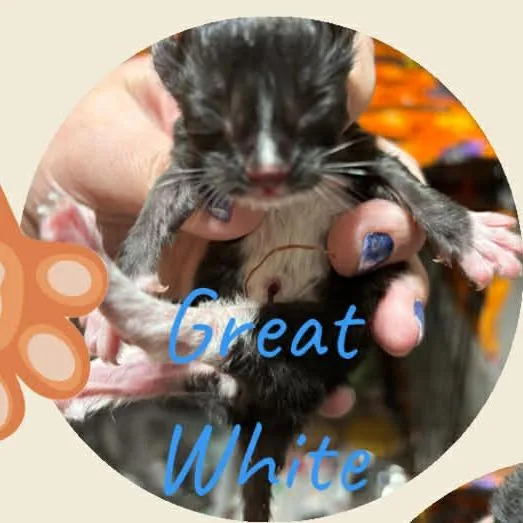 A baby small-sized male Black Domestic Short Hair cat named Great White for adoption in DeKalb, IL