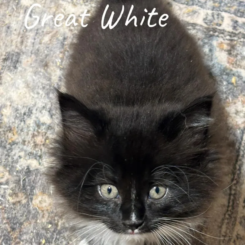 Great White thumbnail 2