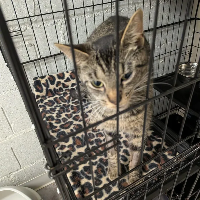 A young medium-sized female Brown / Chocolate Domestic Short Hair cat named Martha Jefferson for adoption in Greenville, PA