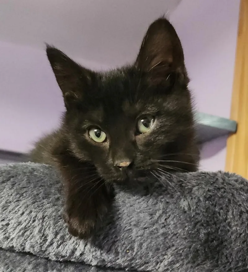 A baby medium-sized female Domestic Short Hair cat named Loafers for adoption in Warren, MI