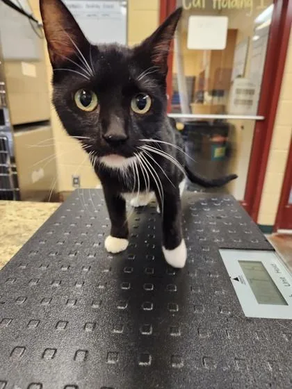 An adult small-sized female Domestic Short Hair cat named Scarlett for adoption in Independence, MO
