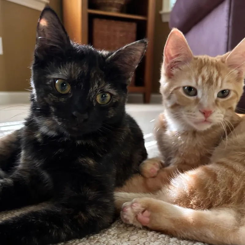 A young small-sized female Tortoiseshell Domestic Short Hair cat named Souja for adoption in Hopkinton, MA
