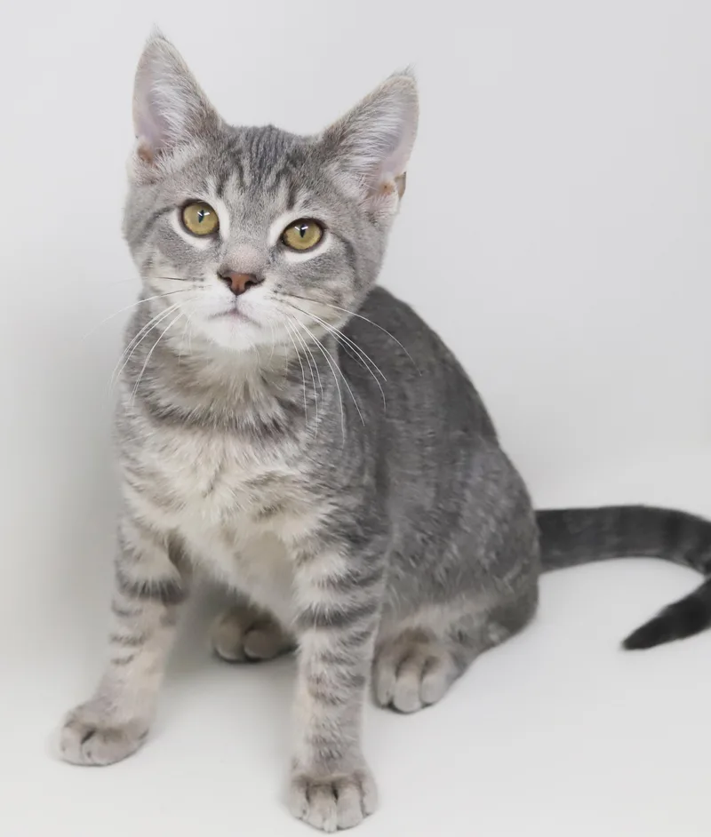 Boba Is Baby Brilliance!