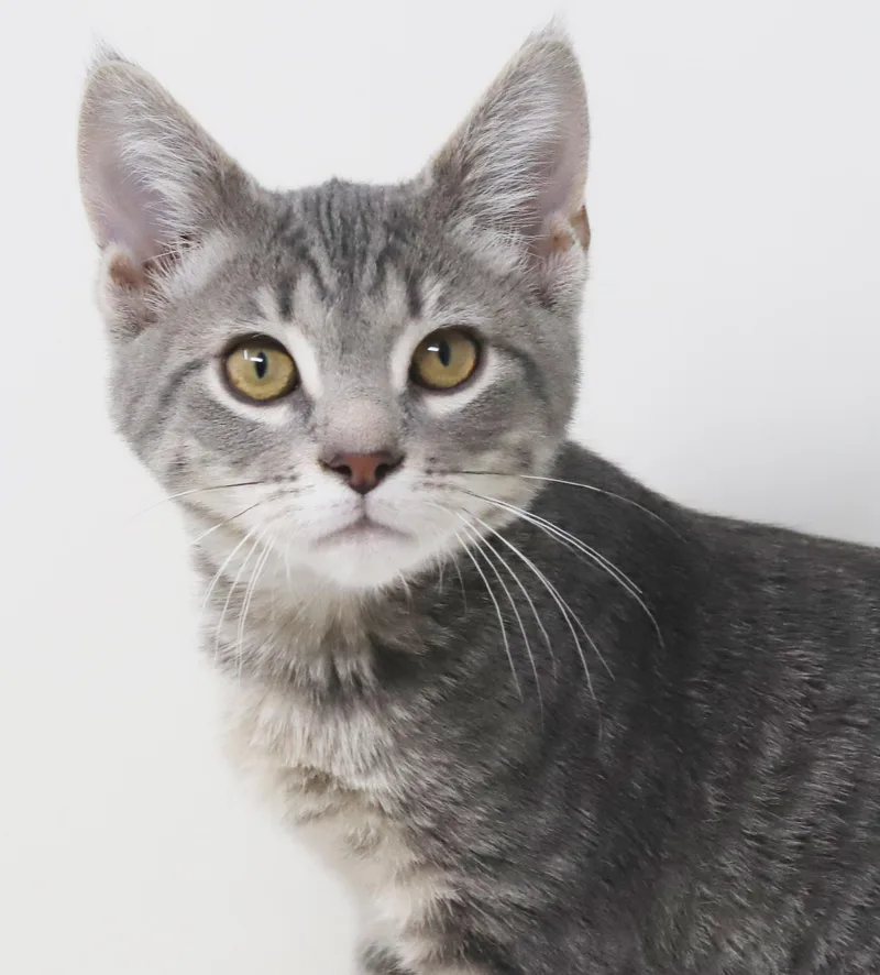 Boba Is Baby Brilliance! thumbnail 2