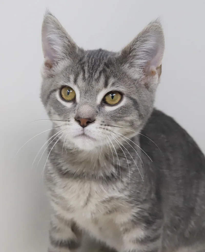 Boba Is Baby Brilliance! thumbnail 4