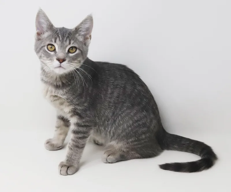 Boba Is Baby Brilliance! thumbnail 5