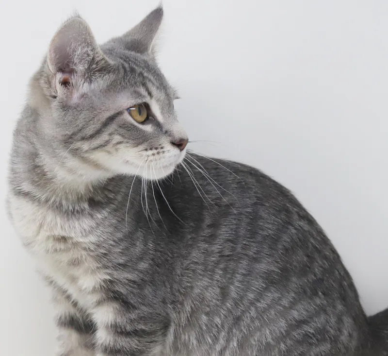 Boba Is Baby Brilliance! thumbnail 6