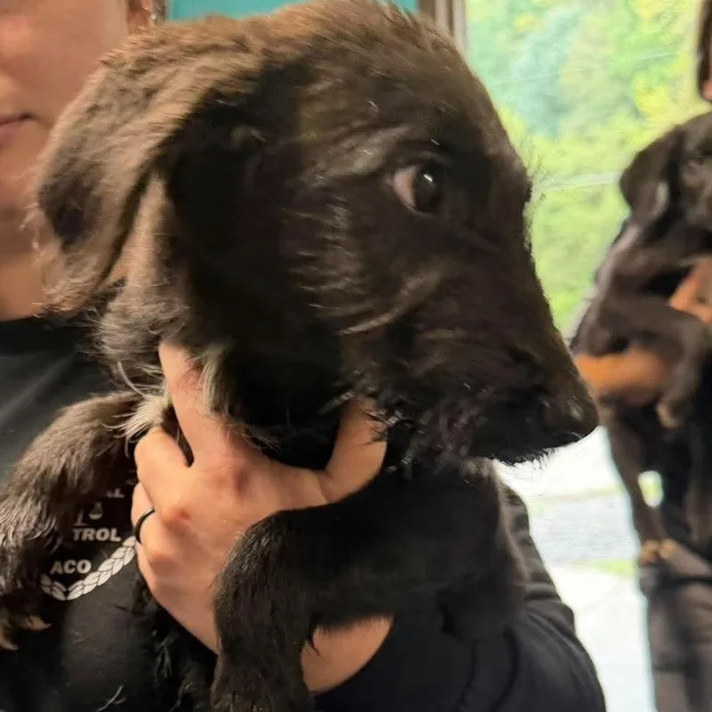 A baby small-sized female Mixed Breed dog named Zander for adoption in Shinnston, WV