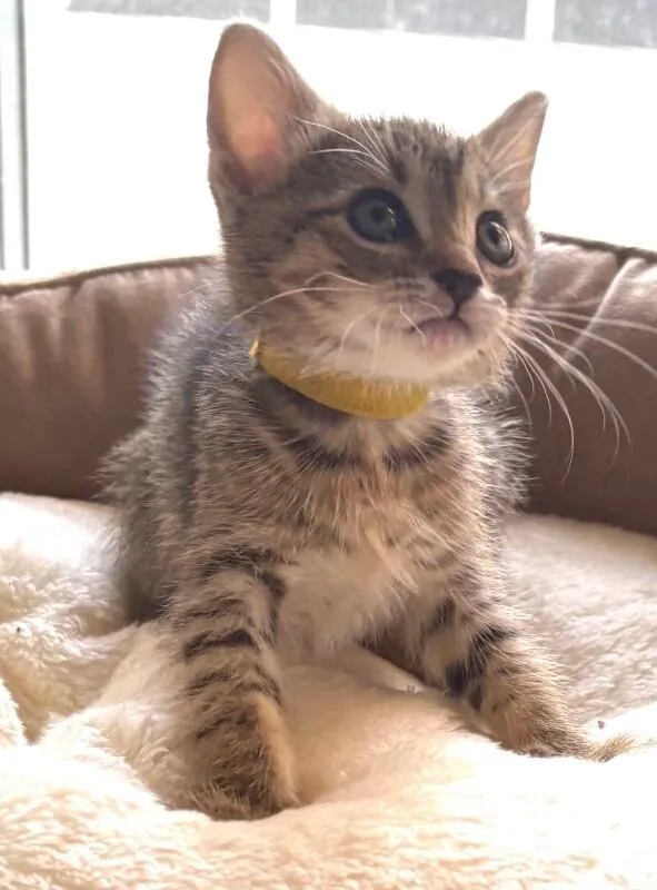 Lemon thumbnail 2
