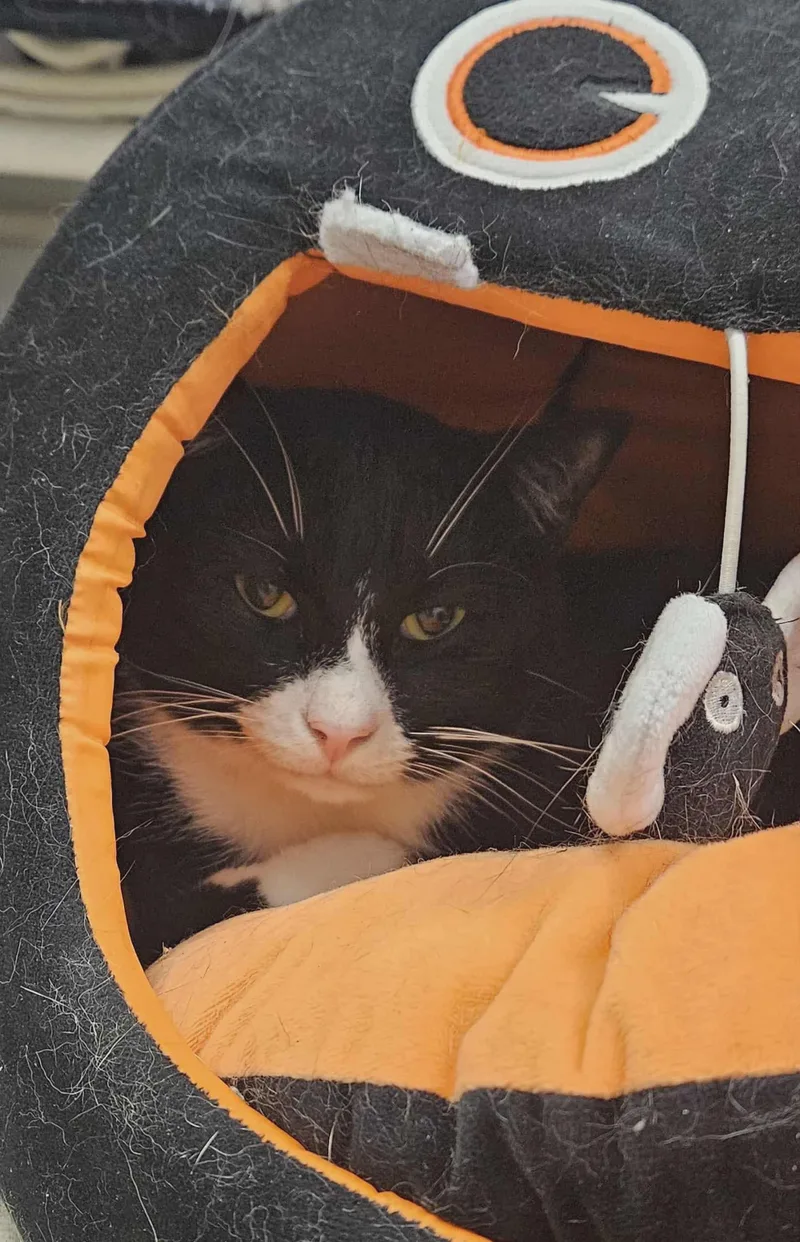 Sylvester thumbnail 3