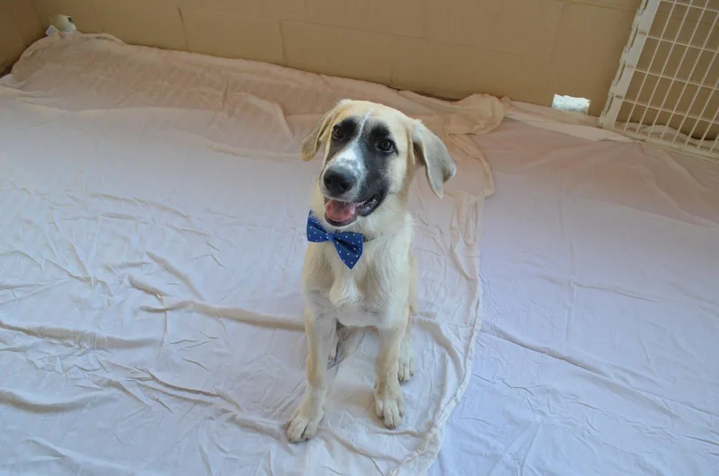 A baby large-sized male Anatolian Shepherd dog named Pikachu for adoption in McKinney, TX