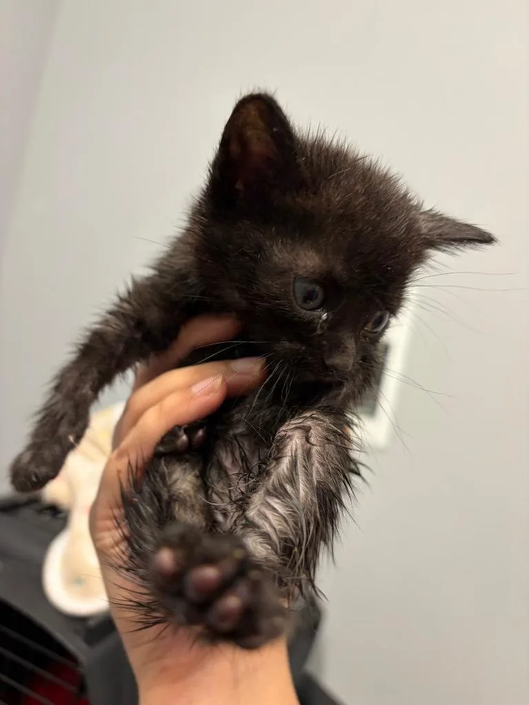 A baby medium-sized female Domestic Short Hair cat named Torch Lily for adoption in Bloomington, IN