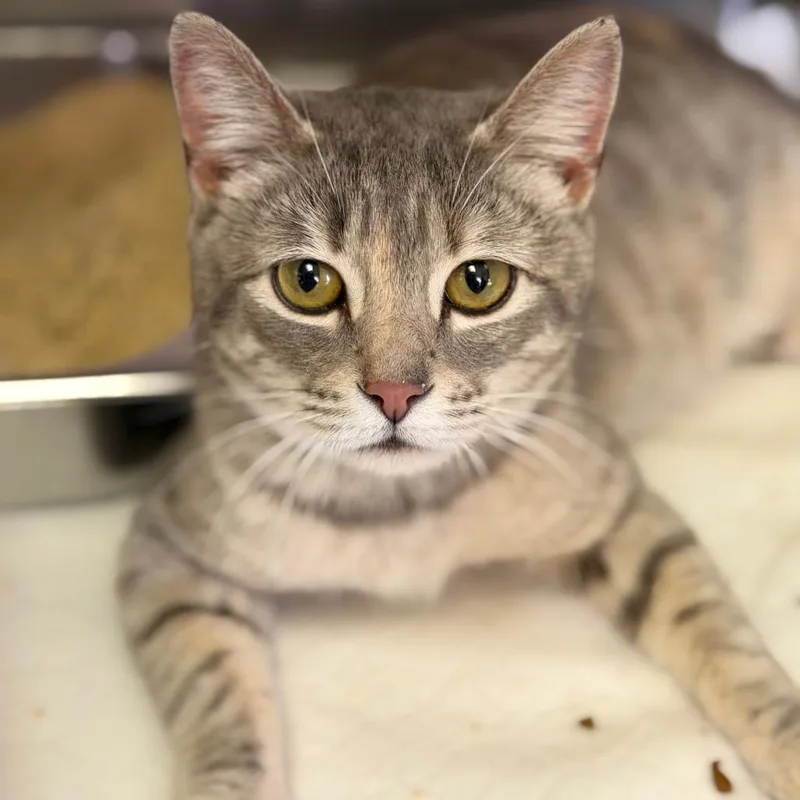 An adult medium-sized female Gray / Blue / Silver Domestic Short Hair cat named Millie for adoption in Fort Smith, AR