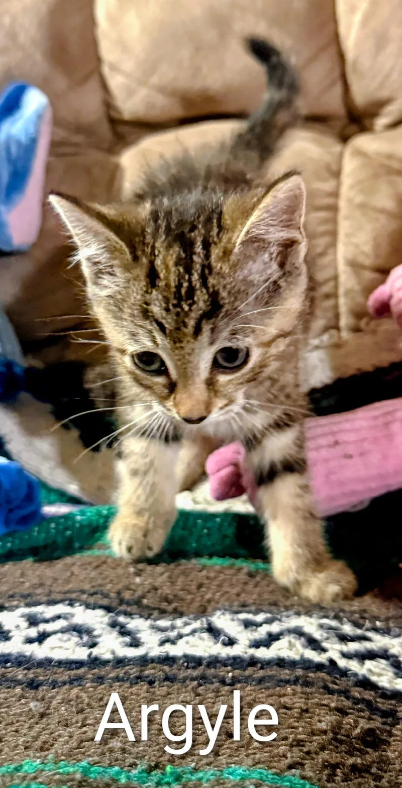 A baby medium-sized female Tabby (Gray / Blue / Silver) Domestic Short Hair cat named Argyle for adoption in Binghamton, NY