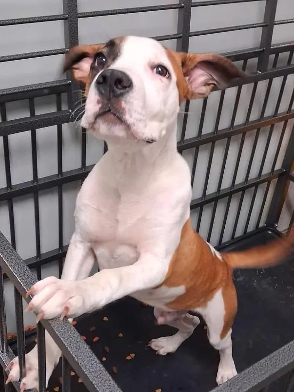 A baby medium-sized male White / Cream American Bulldog dog named Hercules for adoption in Clinton, MO