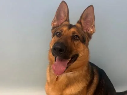 An adult large-sized male German Shepherd Dog dog named Roc for adoption in Woodbury, MN
