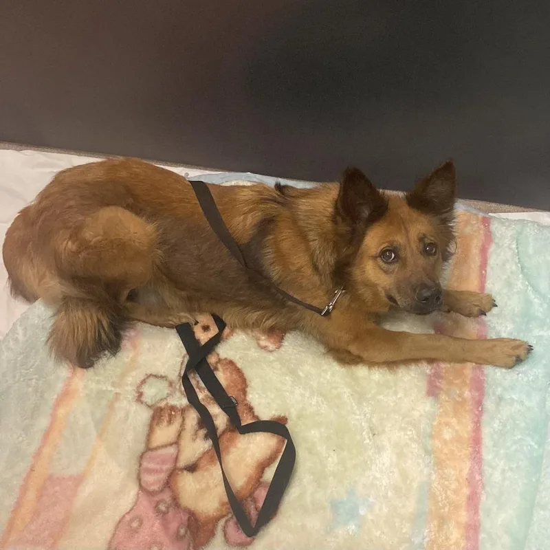 An adult medium-sized female Brown / Chocolate Shepherd dog named Tiger Lily for adoption in Palm Springs, CA
