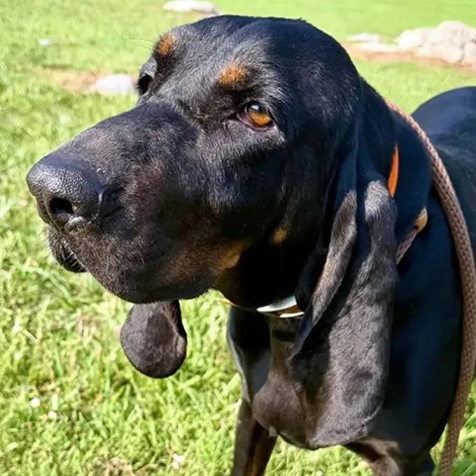 A young large-sized female Black and Tan Coonhound dog named Lainey for adoption in Leawood, KS