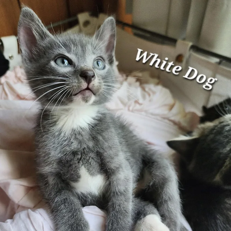 A baby small-sized male Gray & White Domestic Short Hair cat named White Dog for adoption in Bentonville, AR
