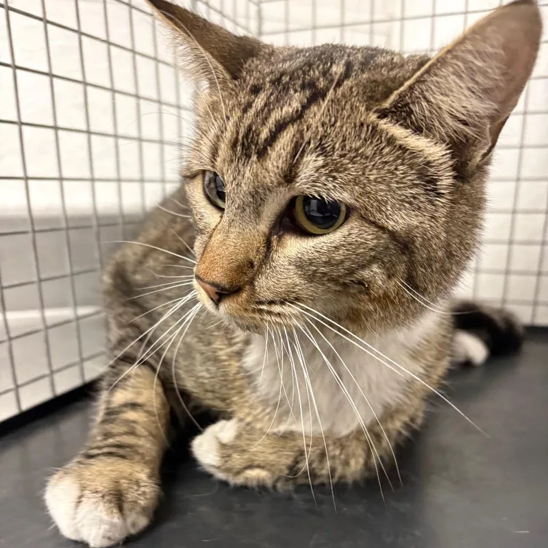 An adult medium-sized female Domestic Short Hair cat named Katie for adoption in Henderson, NV