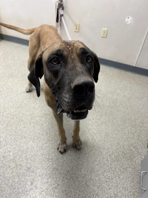 An adult large-sized female Great Dane dog named Brownie for adoption in Visalia, CA