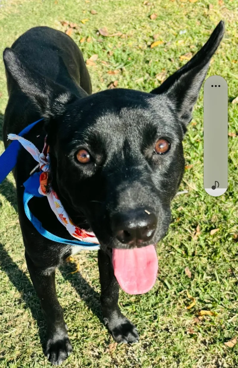 A young medium-sized female Australian Kelpie dog named Roxy for adoption in Allen, TX