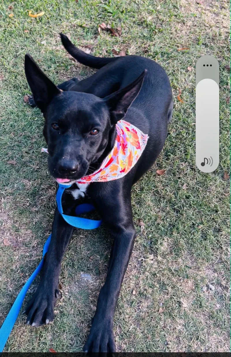 Roxy thumbnail 3